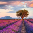 Puzzle - Ravensburger - Levendulamező