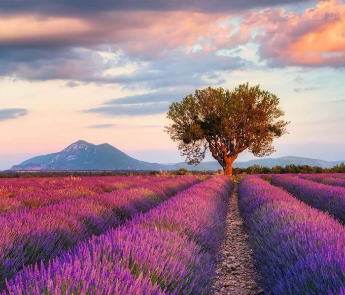 Puzzle - Ravensburger - Levendulamező