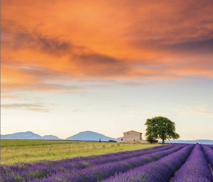 Puzzle - Schmidt - Levandulamező