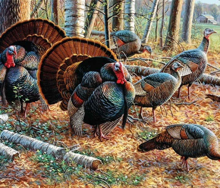 Puzzle - Sunsout - Pulykakakasok