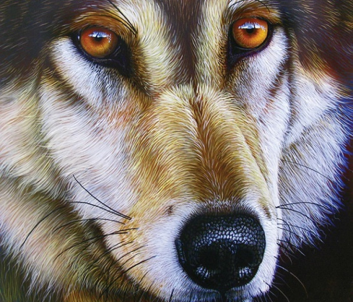 Puzzle - Sunsout - A farkas arca