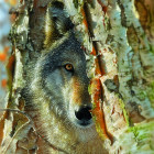 Puzzle - Sunsout - Farkas