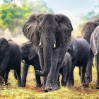 Puzzle - Trefl - Afrikai elefántok