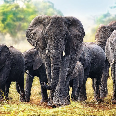 Afrikai elefántok