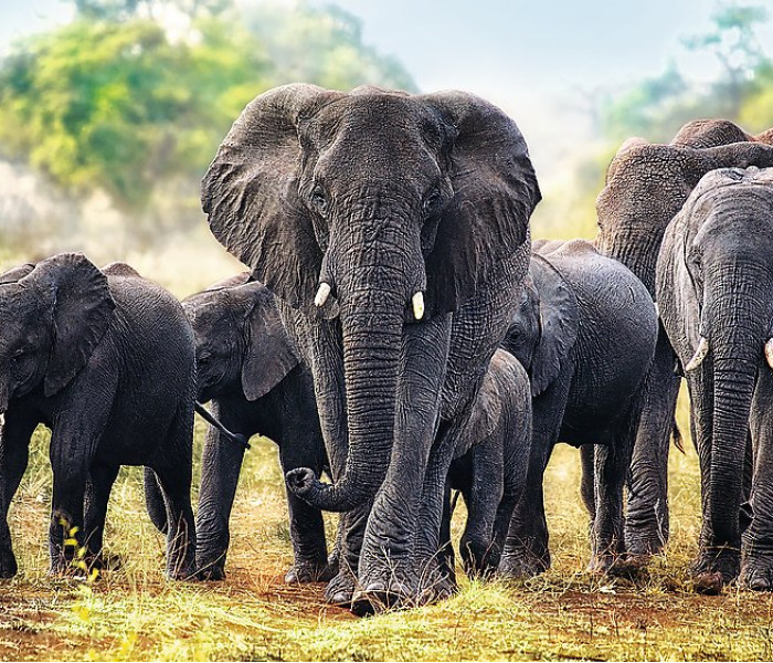 Puzzle - Trefl - Afrikai elefántok