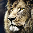 Puzzle - Trefl - Oroszlán portréja