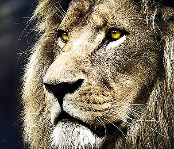 Puzzle - Trefl - Oroszlán portréja