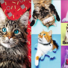 Puzzle - Trefl - Boldog cicák