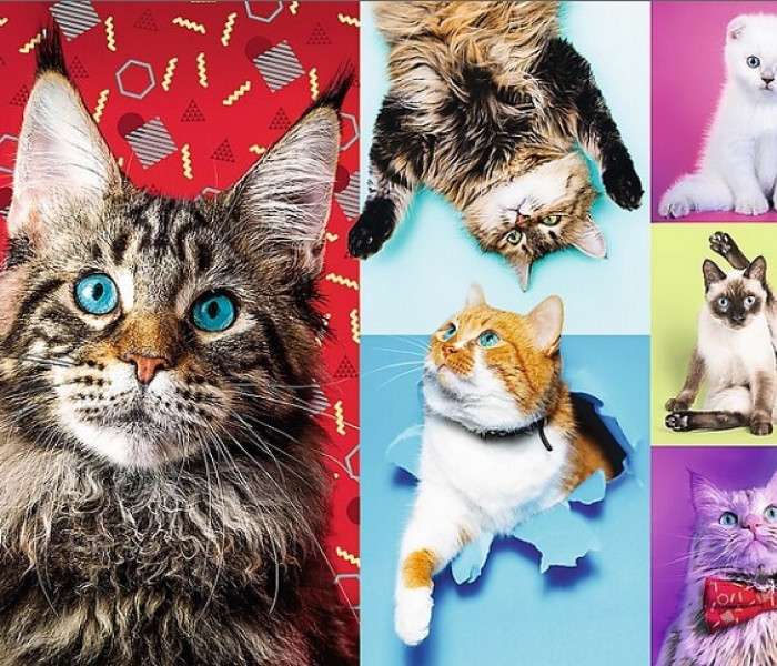 Puzzle - Trefl - Boldog cicák