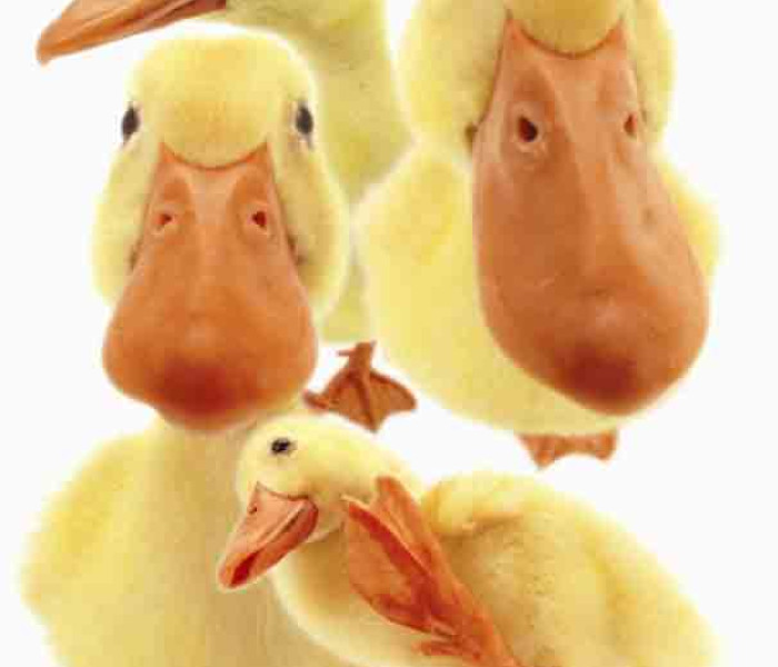 Puzzle - Piatnik - Hanadeka - kacsák