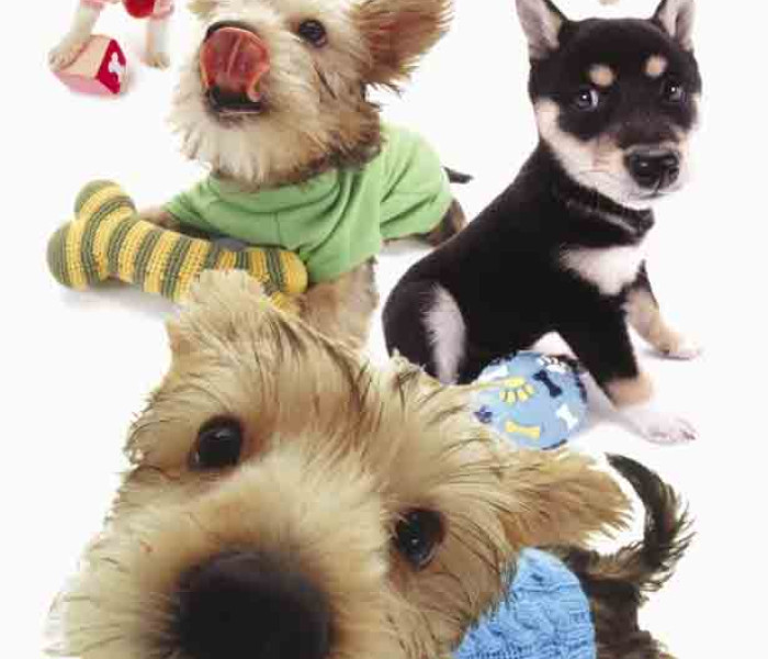 Puzzle - Piatnik - Kölyökkutyák