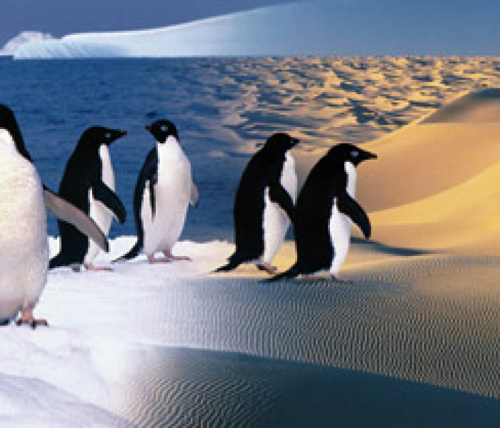 Puzzle - Zdeko - Boldog pingvinek - Panoramatikus Puzzle